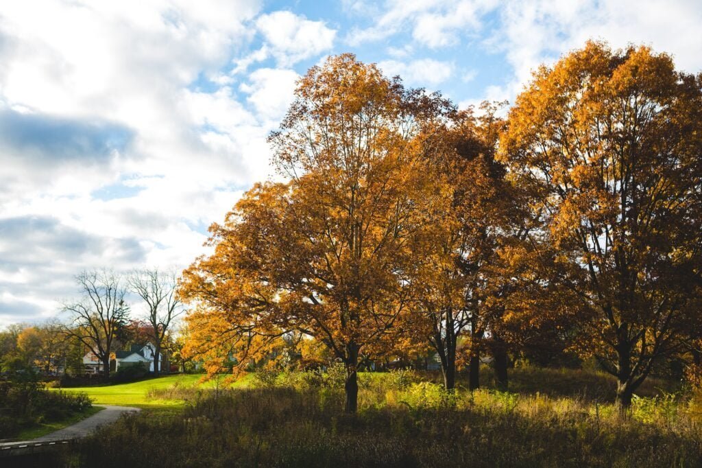 Ann Arbor Autumn