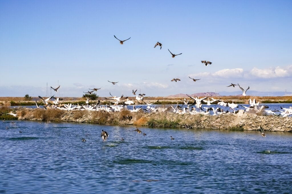 Pelicans sitting on a levee, Sunnyvale, south San Francisco bay area, California