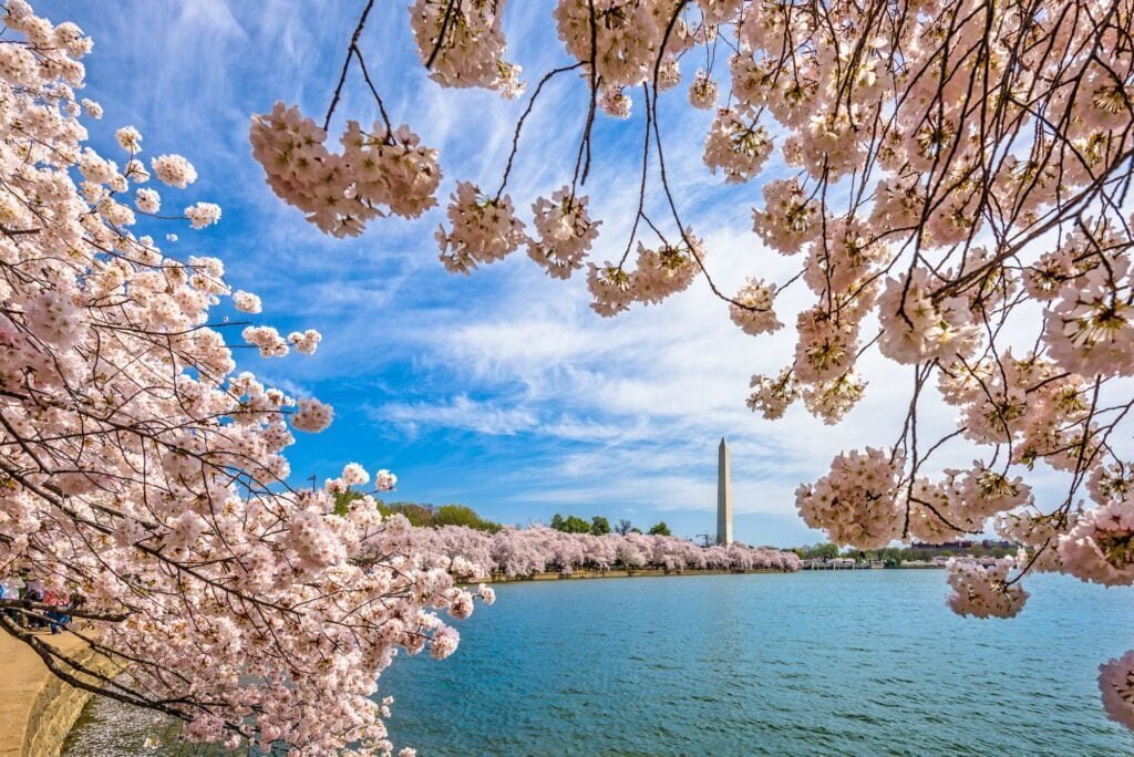 Washington DC in Spring